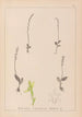 Ranskan kasvilajiston herbarium Pl0998 - Louis Antoine Cusin — näkymä teoksesta
