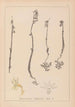 Ranskan kasvilajiston herbarium Pl0999 - Louis Antoine Cusin — näkymä teoksesta