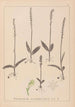 Ranskan kasvilajiston herbarium Pl1000 - Louis Antoine Cusin — näkymä teoksesta