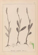 Ranskan kasvilajiston herbarium Pl1001 - Louis Antoine Cusin — näkymä teoksesta