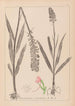 Ranskan kasvilajiston herbarium Pl1002 - Louis Antoine Cusin — näkymä teoksesta