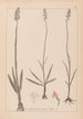 Ranskan kasvilajiston herbarium Pl1003 - Louis Antoine Cusin — näkymä teoksesta