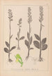 Ranskan kasvilajiston herbarium Pl1004 - Louis Antoine Cusin — näkymä teoksesta