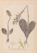 Ranskan kasvilajiston herbarium Pl1005 - Louis Antoine Cusin — näkymä teoksesta