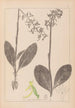 Ranskan kasvilajiston herbarium Pl1006 - Louis Antoine Cusin — näkymä teoksesta