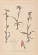 Ranskan kasvilajiston herbarium Pl1008 - Louis Antoine Cusin — näkymä teoksesta