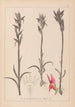 Ranskan kasvilajiston herbarium Pl1009 - Louis Antoine Cusin — näkymä teoksesta