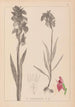 Ranskan kasvilajiston herbarium Pl1010 - Louis Antoine Cusin — näkymä teoksesta