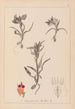 Ranskan kasvilajiston herbarium Pl1011 - Louis Antoine Cusin — näkymä teoksesta