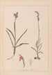 Ranskan kasvilajiston herbarium Pl1012 - Louis Antoine Cusin — näkymä teoksesta