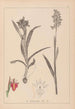 Ranskalaisten kasvien herbarium Pl1013 - Louis Antoine Cusin — näkymä teoksesta