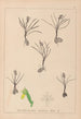 Ranskalaisten kasvien herbarium Pl1014 - Louis Antoine Cusin — näkymä teoksesta