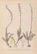 Ranskalaisten kasvien herbarium Pl1015 - Louis Antoine Cusin — näkymä teoksesta