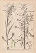 Ranskalaisten kasvien herbarium Pl1016 - Louis Antoine Cusin — näkymä teoksesta