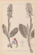 Ranskalaisten kasvien herbarium Pl1017 - Louis Antoine Cusin — näkymä teoksesta