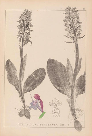Louis Antoine Cusin - Herbier de la flore franaise Pl1017.webp