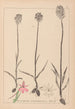 Ranskalaisten kasvien herbarium Pl1018 - Louis Antoine Cusin — näkymä teoksesta