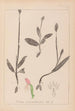 Ranskalaisten kasvien herbarium Pl1019 - Louis Antoine Cusin — näkymä teoksesta