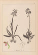 Ranskalaisten kasvien herbarium Pl1021 - Louis Antoine Cusin — näkymä teoksesta