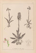 Ranskalaisten kasvien herbarium Pl1022 - Louis Antoine Cusin — näkymä teoksesta