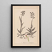 Ranskalaisten kasvien herbarium Pl1023 - Louis Antoine Cusin — kehystetty taideteos seinällä