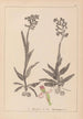 Ranskalaisten kasvien herbarium Pl1023 - Louis Antoine Cusin — näkymä teoksesta