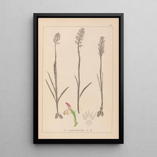 Louis Antoine Cusin - Herbier de la flore franaise Pl1024.webp