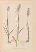 Ranskalaisten kasvien herbarium Pl1024 - Louis Antoine Cusin — näkymä teoksesta