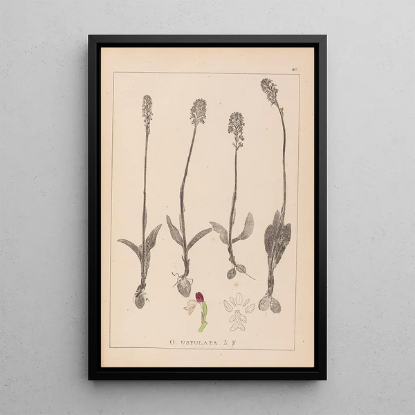 Louis Antoine Cusin - Herbier de la flore franaise Pl1026.webp