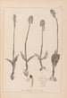 Ranskalaisten kasvien herbarium Pl1026 - Louis Antoine Cusin — näkymä teoksesta