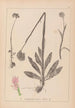 Ranskalaisten kasvien herbarium Pl1027 - Louis Antoine Cusin — näkymä teoksesta