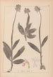 Ranskalaisten kasvien herbarium Pl1028 - Louis Antoine Cusin — näkymä teoksesta