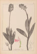 Ranskalaisten kasvien herbarium Pl1029 - Louis Antoine Cusin — näkymä teoksesta