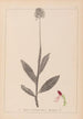 Ranskalaisten kasvien herbarium Pl1030 - Louis Antoine Cusin — näkymä teoksesta