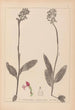 Ranskalaisten kasvien herbarium Pl1031 - Louis Antoine Cusin — näkymä teoksesta