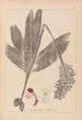 Ranskalaisten kasvien herbarium Pl1032 - Louis Antoine Cusin — näkymä teoksesta