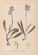 Ranskalaisten kasvien herbarium Pl1033 - Louis Antoine Cusin — näkymä teoksesta