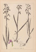 Ranskalaisten kasvien herbarium Pl1034 - Louis Antoine Cusin — näkymä teoksesta