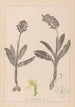 Ranskalaisten kasvien herbarium Pl1036 - Louis Antoine Cusin — näkymä teoksesta