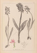 Ranskalaisten kasvien herbarium Pl1037 - Louis Antoine Cusin — näkymä teoksesta