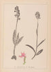 Ranskalaisen kasviston herbarium Pl1038 - Louis Antoine Cusin — näkymä teoksesta