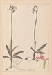 Ranskalaisen kasviston herbarium Pl1039 - Louis Antoine Cusin — näkymä teoksesta