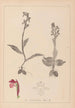 Ranskalaisen kasviston herbarium Pl1040 - Louis Antoine Cusin — näkymä teoksesta