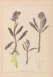 Ranskalaisen kasviston herbarium Pl1041 - Louis Antoine Cusin — näkymä teoksesta