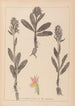 Ranskalaisen kasviston herbarium Pl1042 - Louis Antoine Cusin — näkymä teoksesta