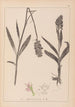 Ranskalaisen kasviston herbarium Pl1043 - Louis Antoine Cusin — näkymä teoksesta