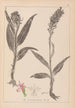 Ranskalaisen kasviston herbarium Pl1044 - Louis Antoine Cusin — näkymä teoksesta