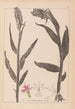 Ranskalaisen kasviston herbarium Pl1045 - Louis Antoine Cusin — näkymä teoksesta