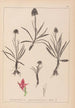 Ranskalaisen kasviston herbarium Pl1046 - Louis Antoine Cusin — näkymä teoksesta