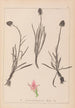 Ranskalaisen kasviston herbarium Pl1047 - Louis Antoine Cusin — näkymä teoksesta